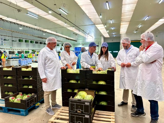 El Valle del Guadalentín alcanza las 2.500 hectáreas de cultivo de sandía