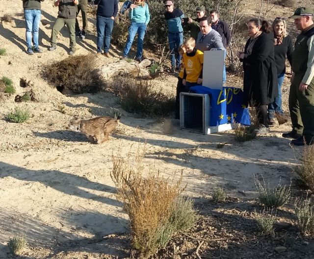 Liberan un lince ibérico en Almería para consolidar su reintroducción en las Tierras Altas de Lorca