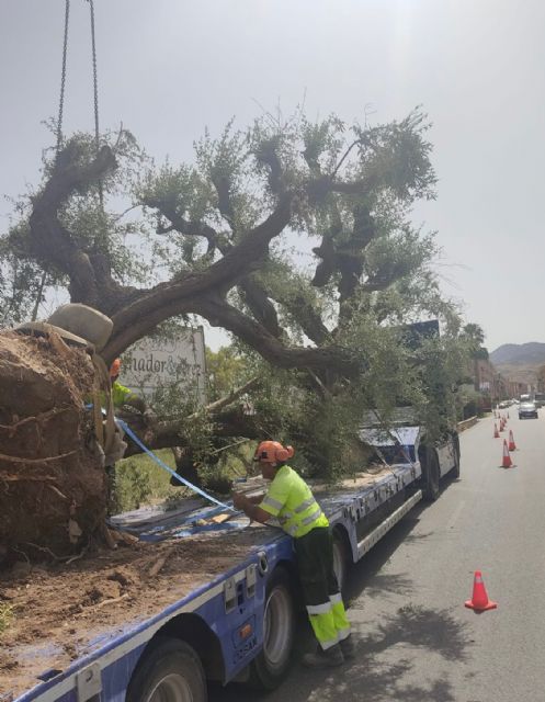 El Ayuntamiento de Lorca se hace cargo del trasplante de 19 ejemplares de olivo de gran porte que estaban en unos terrenos privados del Barrio de Apolonia