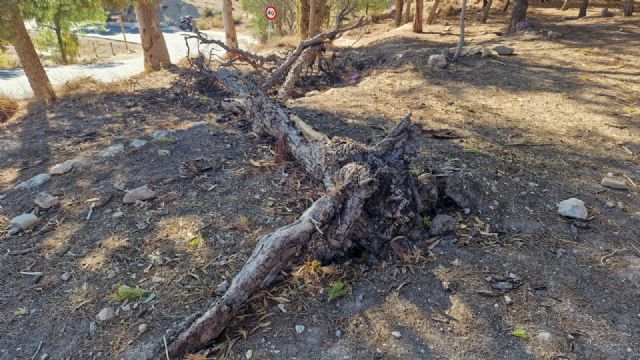 El PSOE de Lorca insta a fomentar el uso de la biomasa como energía renovable y plantea soluciones para mejorar la eficiencia energética en el municipio