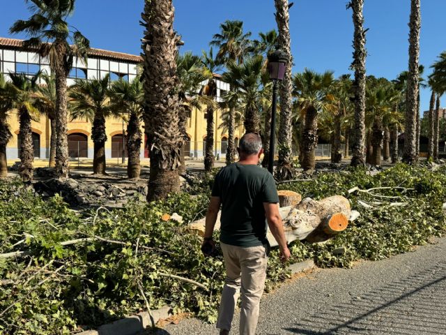 El Ayuntamiento denuncia la falta de sensibilidad del Gobierno de España a la hora de trasplantar 300 árboles afectados por las obras del soterramiento del AVE